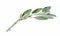 Sprig of fragrant sage on white isolated background. Side view diagonally.
