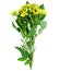 Sprig of fresh rapeseed.