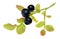 Sprig of fresh wild forest blueberries isolated on