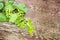 Sprig of grapes with leaves on wooden background