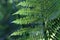 A sprig of green fern with brown spores