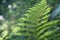 A sprig of green fern with brown spores