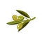 Sprig with green glossy olives and leaves. Natural product. Organic food. Flat vector design