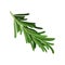 Sprig of green rosemary. Culinary herb. Spice for cooking. Organic ingredient for flavoring dishes. Flat vector design