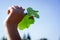 Sprig of hazelnut with two leaves in a child`s hand on a background of blue sky