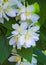 A sprig of jasmine flowers