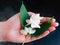 Sprig of jasmine in girl hand