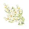 The sprig of Jasmine. Hand draw watercolor illustration