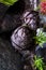 Sprig of larch with cones, green needles