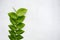 The sprig of leaves on white background of the wall. Tree branch growing on the house side.