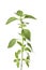 Sprig of lemon basil