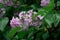 A sprig of lilac on a green lush bush