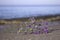 A sprig of lilac limonium lies on a sandy plan against the background of a calm sea and blue sky. Summer flower near the water