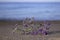 A sprig of lilac limonium lies on a sandy plan against the background of a calm sea and blue sky. Summer flower near the water