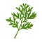 A sprig of a medicinal plant wormwood. Vector illustration isolated in cartoon style