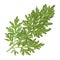 Sprig of medicinal wormwood on white background. Sagebrush sprig