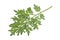 Sprig of medicinal wormwood on white background. Sagebrush sprig. Artemisia, mugwort