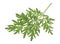 Sprig of medicinal wormwood on white background. Sagebrush sprig. Artemisia, mugwort