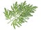 Sprig of medicinal wormwood on white background. Sagebrush sprig. Artemisia, mugwort. Absinthe wormwood