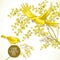 Sprig of Mimosa and Yellow Bird, Spring Background