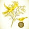 Sprig of Mimosa and Yellow Bird, Spring Background