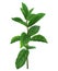 Sprig mint. Branch of peppermint. Herbal. Medicinal plant.