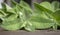 A sprig of mint on a wooden table. Beautiful green leaves of fragrant lemon balm. Green lemon balm on a wooden board. a