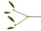 Sprig of mistletoe