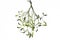 A Sprig of Mistletoe - isolated