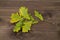 A sprig of oak with green yellow leaves on a dark wood. Autumn yellowing of oak leaves