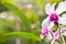 A sprig of an orchid of the dendrobium nobile type, with flowers and leaves in the background