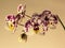 A sprig of orchids with purple spots