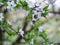 A sprig of pear blossoms variety . Spring morning