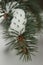 Sprig of pine with needles and white fluffy snow