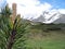 Sprig of pine trees on a background of mountains.