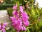 A sprig of pink Physostegia virginiana flowers