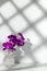 Sprig of purple orchid in transparent vase on white background, free copy space. Flower silhouette and clearly visible