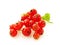 Sprig of red currant on the white