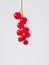 Sprig of red currant on white background. Vertical