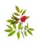 Sprig of red elderberry on white background