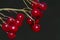 Sprig of red ripe viburnum.