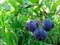 A sprig of ripe blueberries on a bush with water drops. Blueberry growing in nature