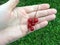 Sprig of ripe red currants in the palm of your hand
