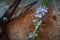 Sprig of rosemary  in flower with scissors on rustic  rusty background.close up. Top view