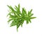 Sprig of rosemary with green leaves isolated on white background, aromatic spice for meat and soups