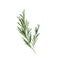 Sprig of rosemary vector illustration. Rosemary