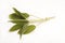 Sprig of sage isolated against white