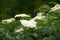 Sprig of sambucus or european black elder with green leaves