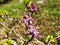 A sprig of scarlet flowers daphne mezereum