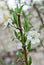 A sprig spring tree in bloom